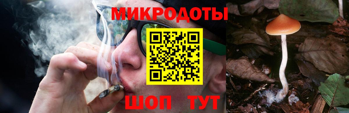 Галлюциногенные грибы Psilocybine cubensis Казань